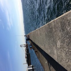 渋い中なんとか太刀魚